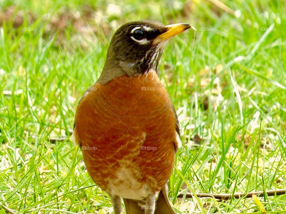 Red breasted robin holding grass