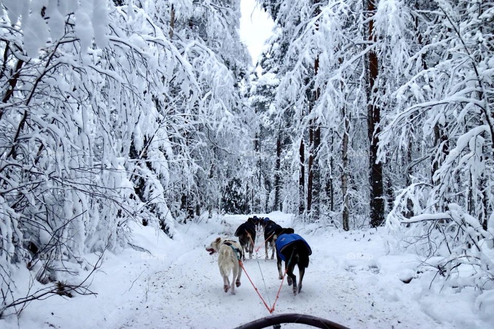Husky ride through the snowy forest