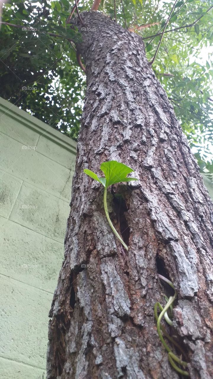 Plant and a tree