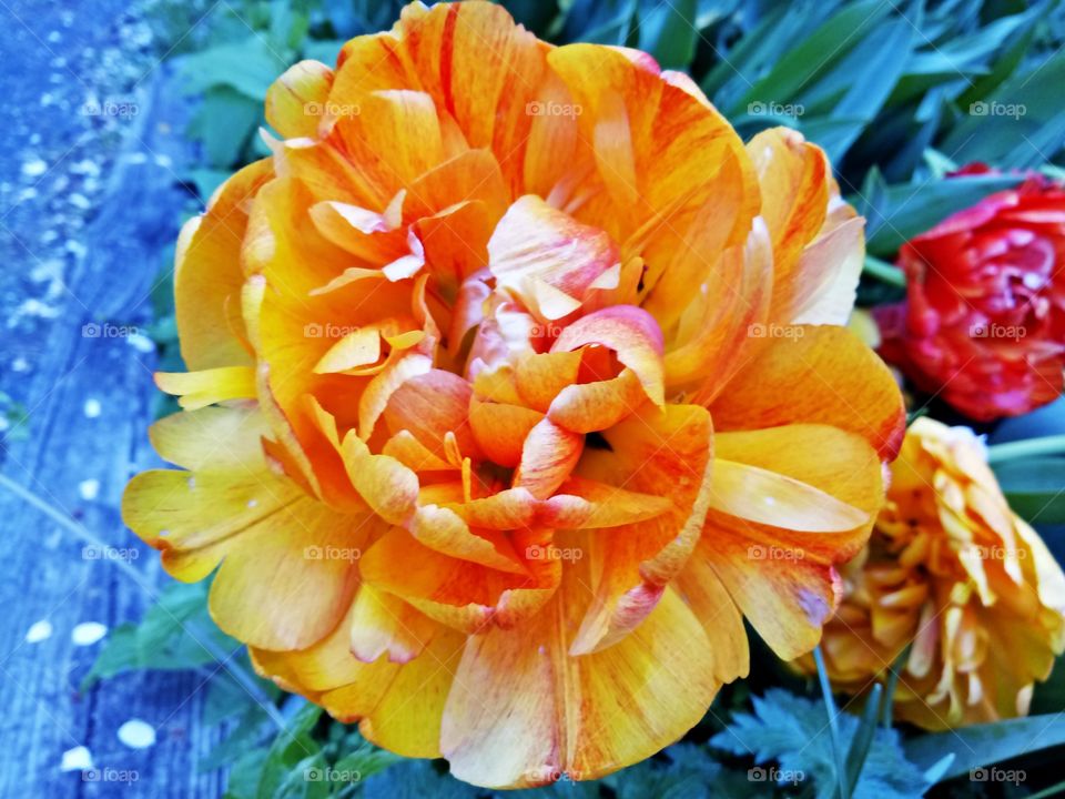 Persian buttercup (Ranunculus asiaticus) is a flowering buttercup species native to the eastern Mediterranean region.