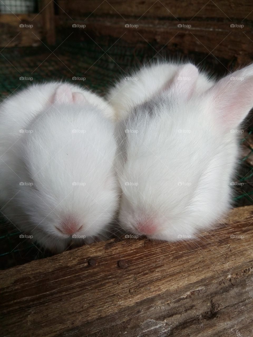 Cute bunnies