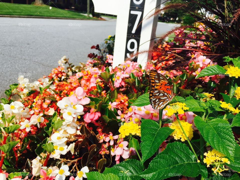 Butterfly on flowers.