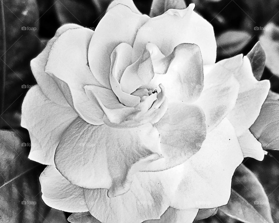 Close-up of rose flower