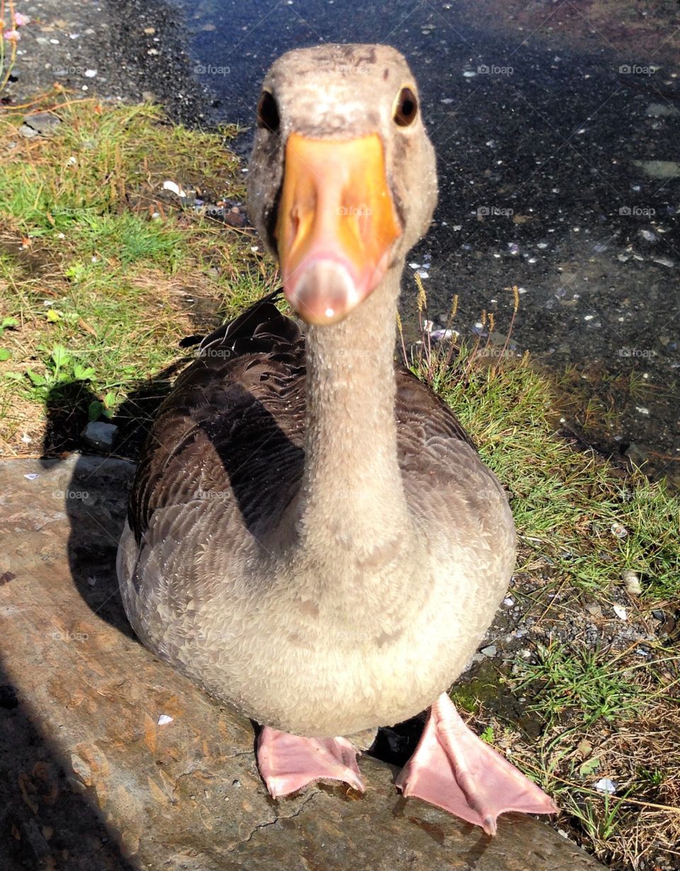 Duck in Norway 😊