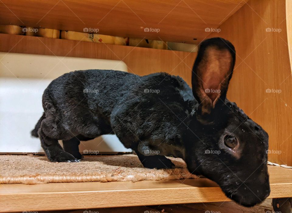 black domestic rabbit