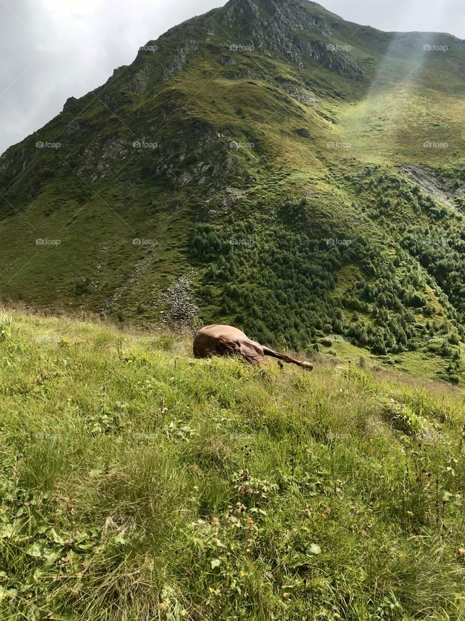 Relaxing horse In High green mountain, scenery beautiful view. Landscape nature mobile phone photo 