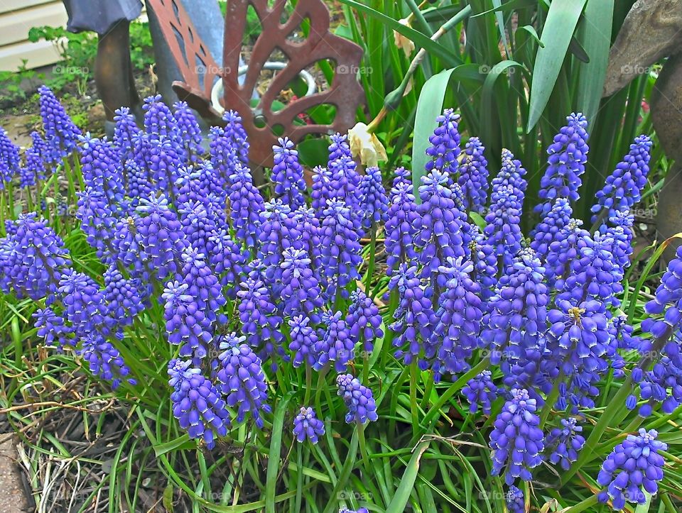 Grape Hyacinths