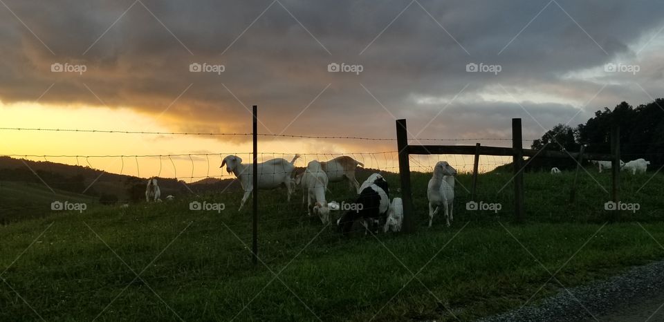goats and dawn