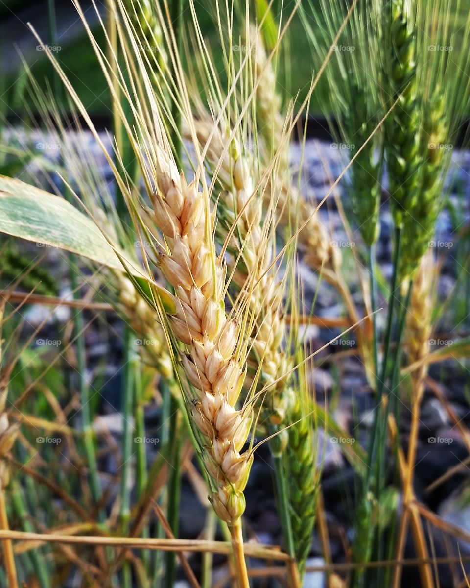 wild wheat