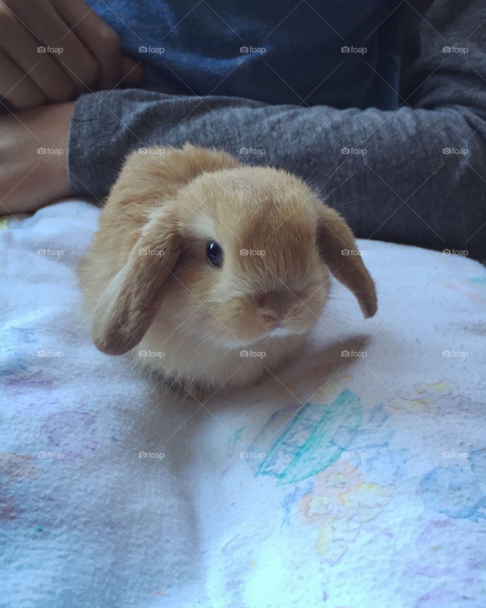 Baby Bunny. Taken in Tunbridge, VT