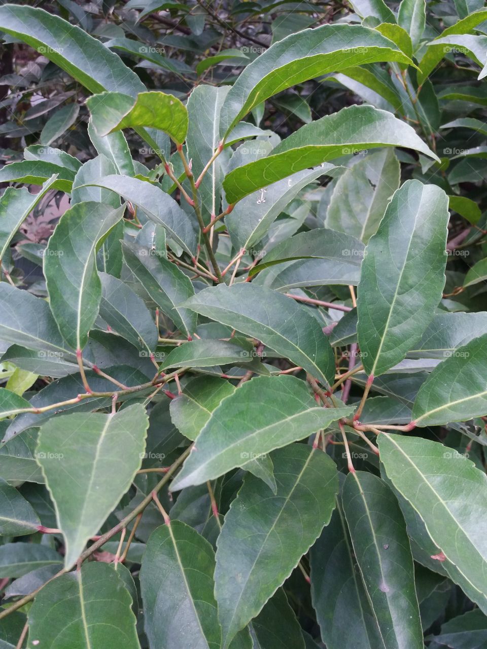 Leaf, No Person, Nature, Flora, Tree