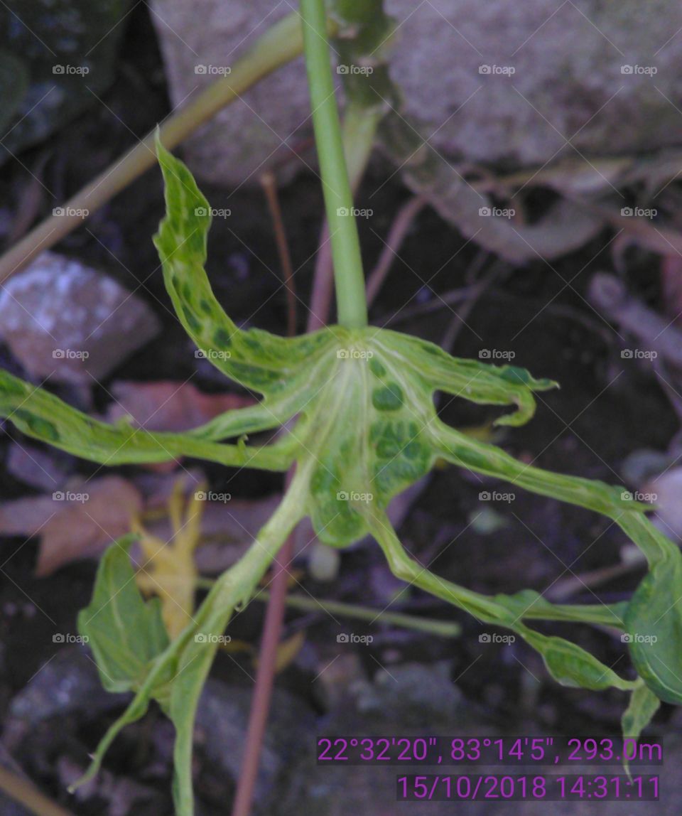 This is a very beautiful abnormal leafs of papayas.