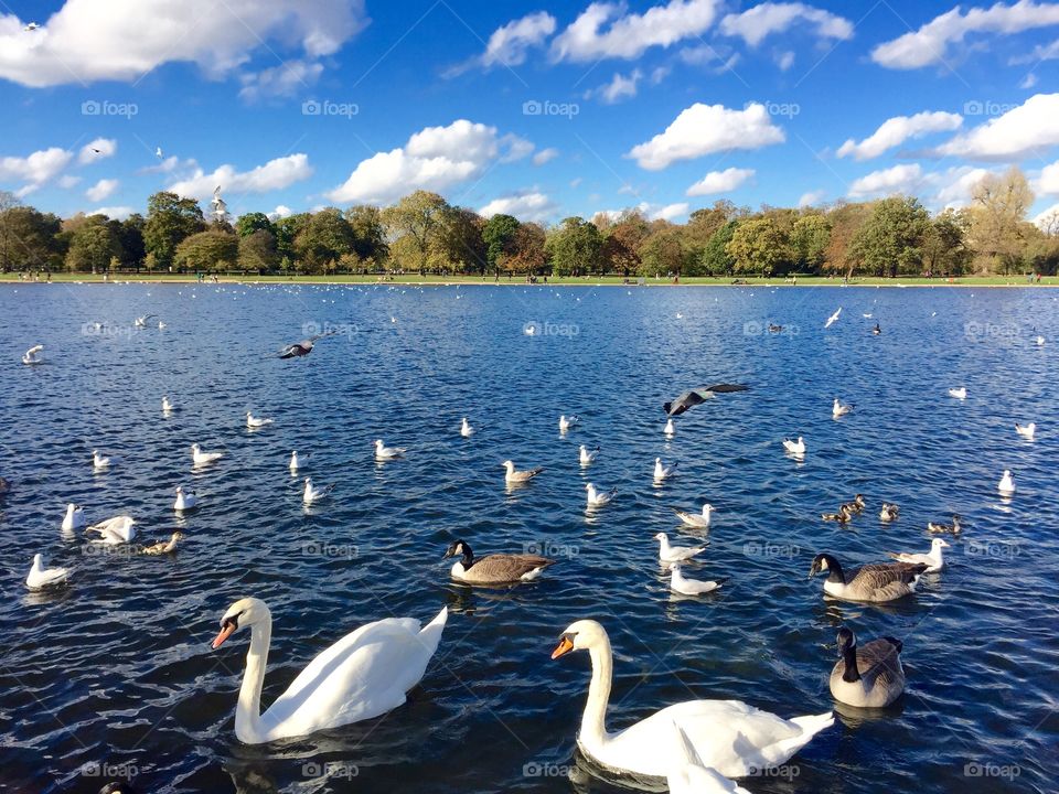 Ducks, swans and other birds on a lake