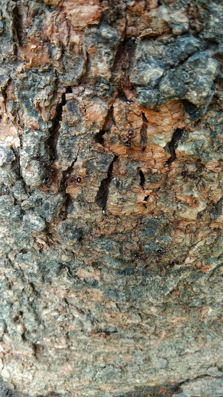 Ant on the tree