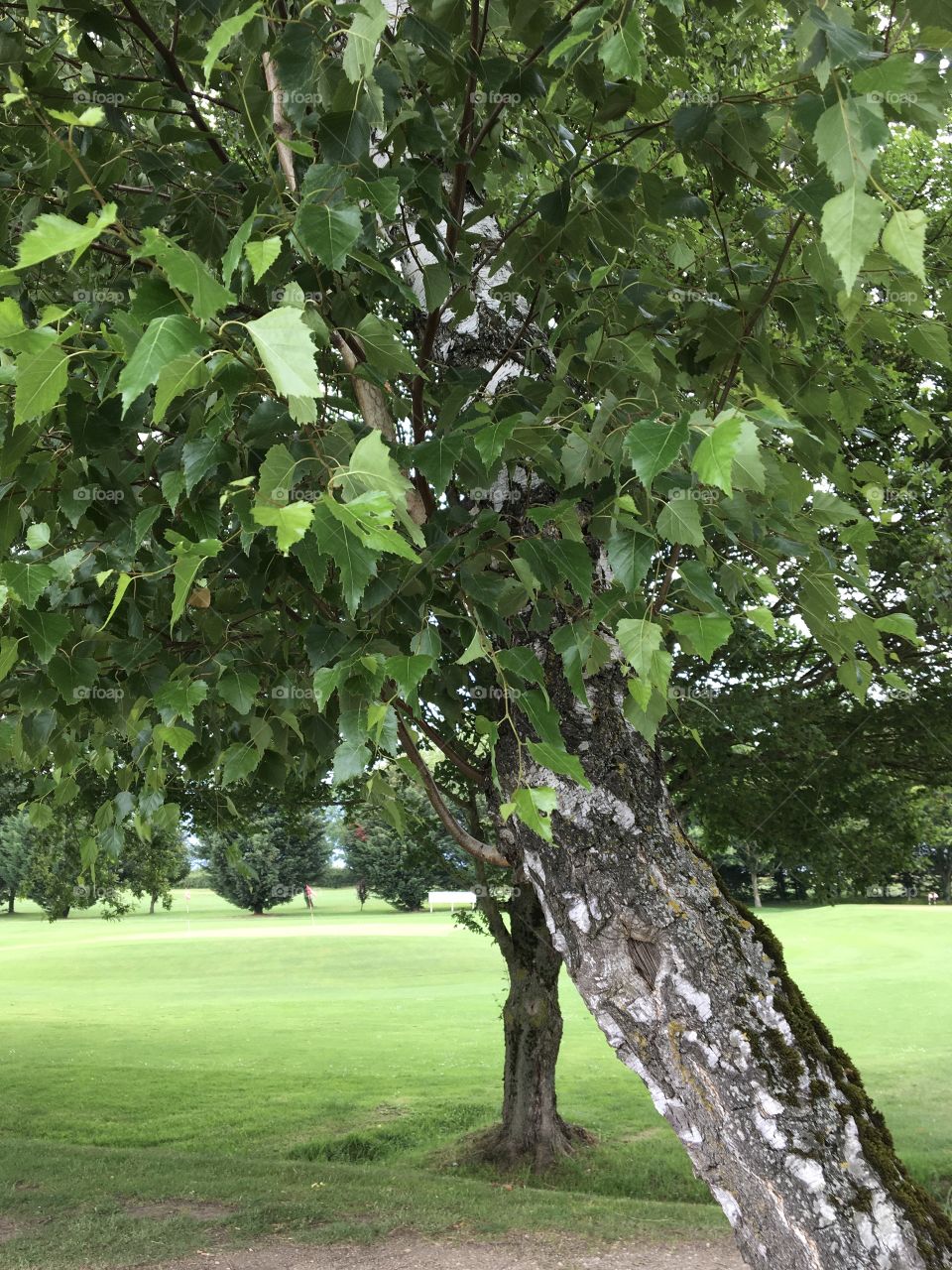 Simply trees in summertime 