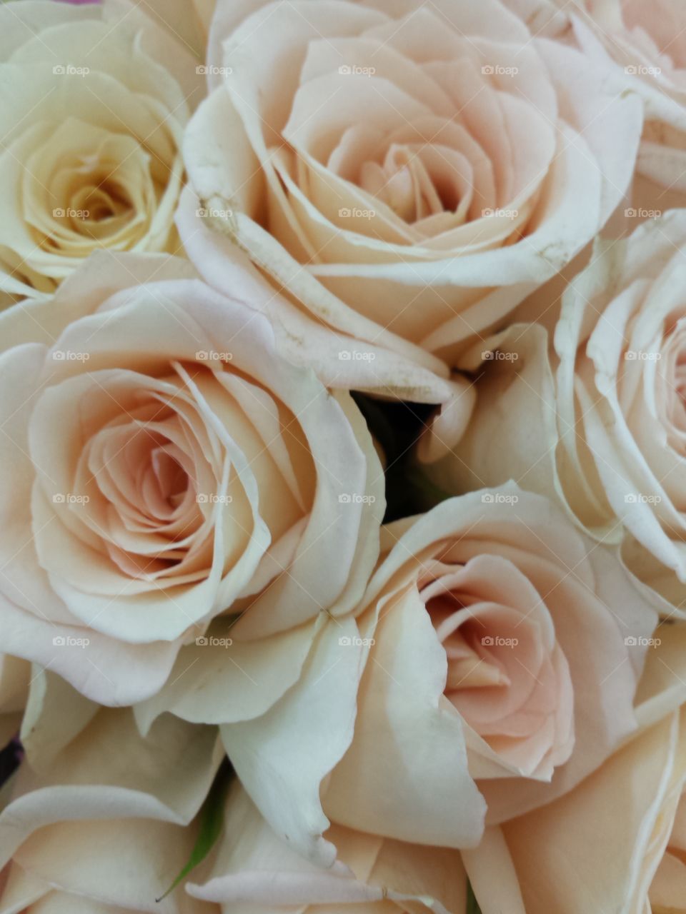 white roses. flowers