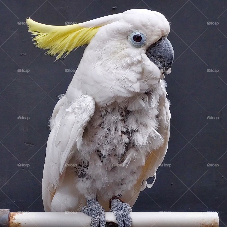 40 year old parrot, feathers start to fall out