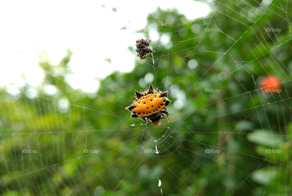 Rare Yellow Spider