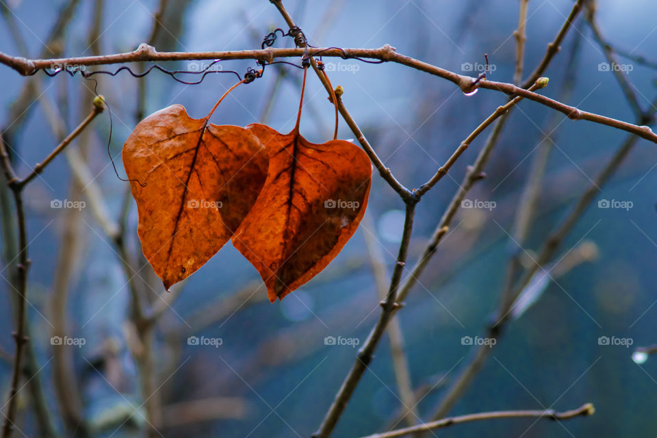 two orange heart-shaped leaves