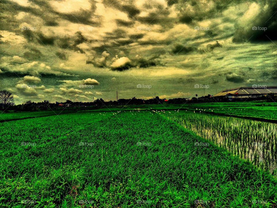 views of rice fields with white birds flying