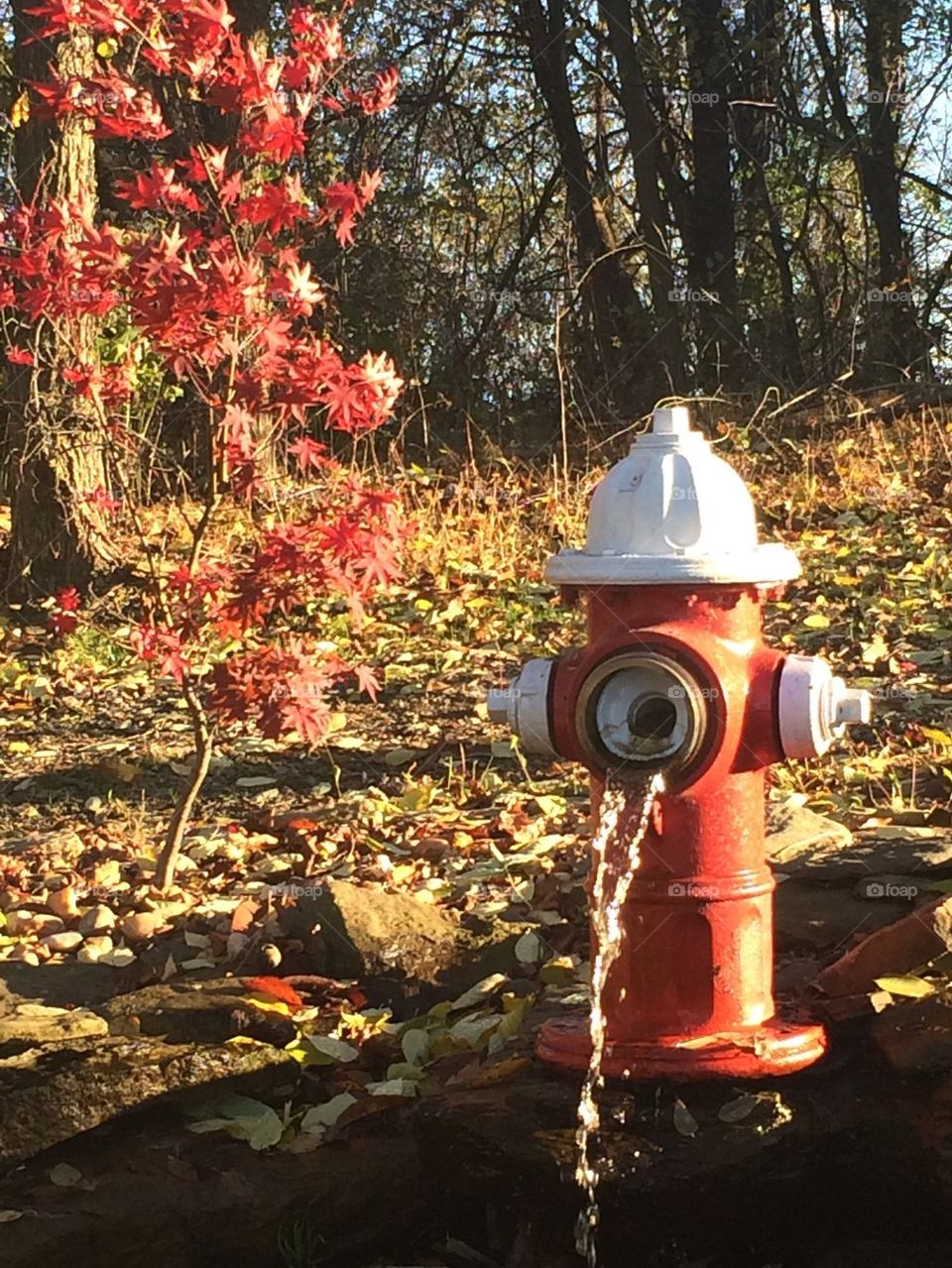 Hydrant