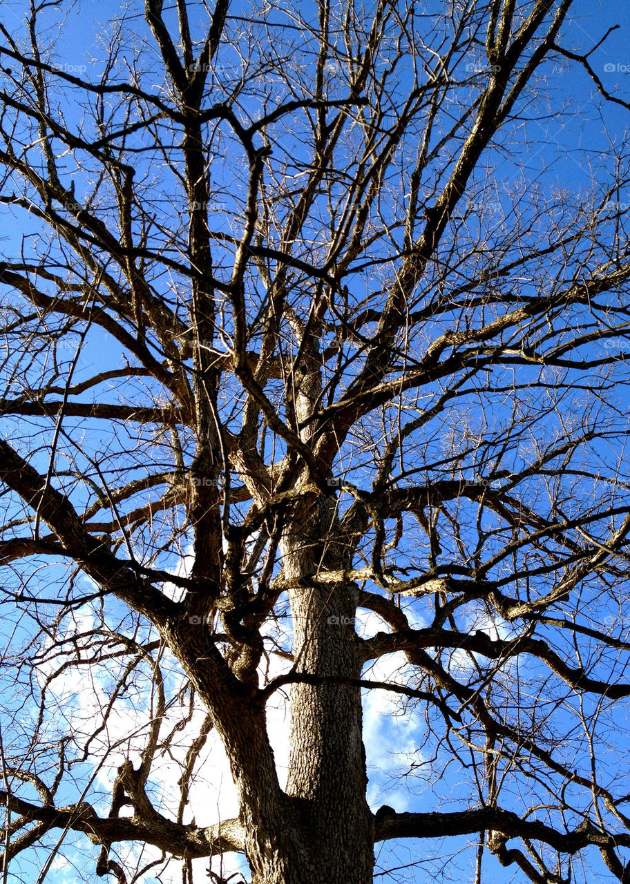 connersville indiana winter sky flora by refocusphoto