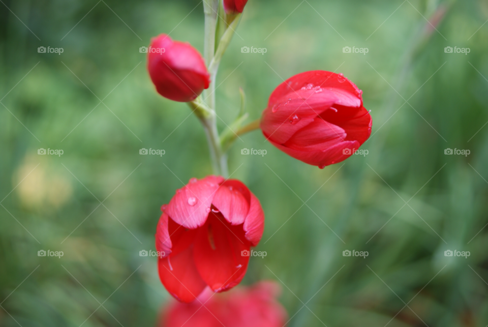 spring flower red petal by Pahars
