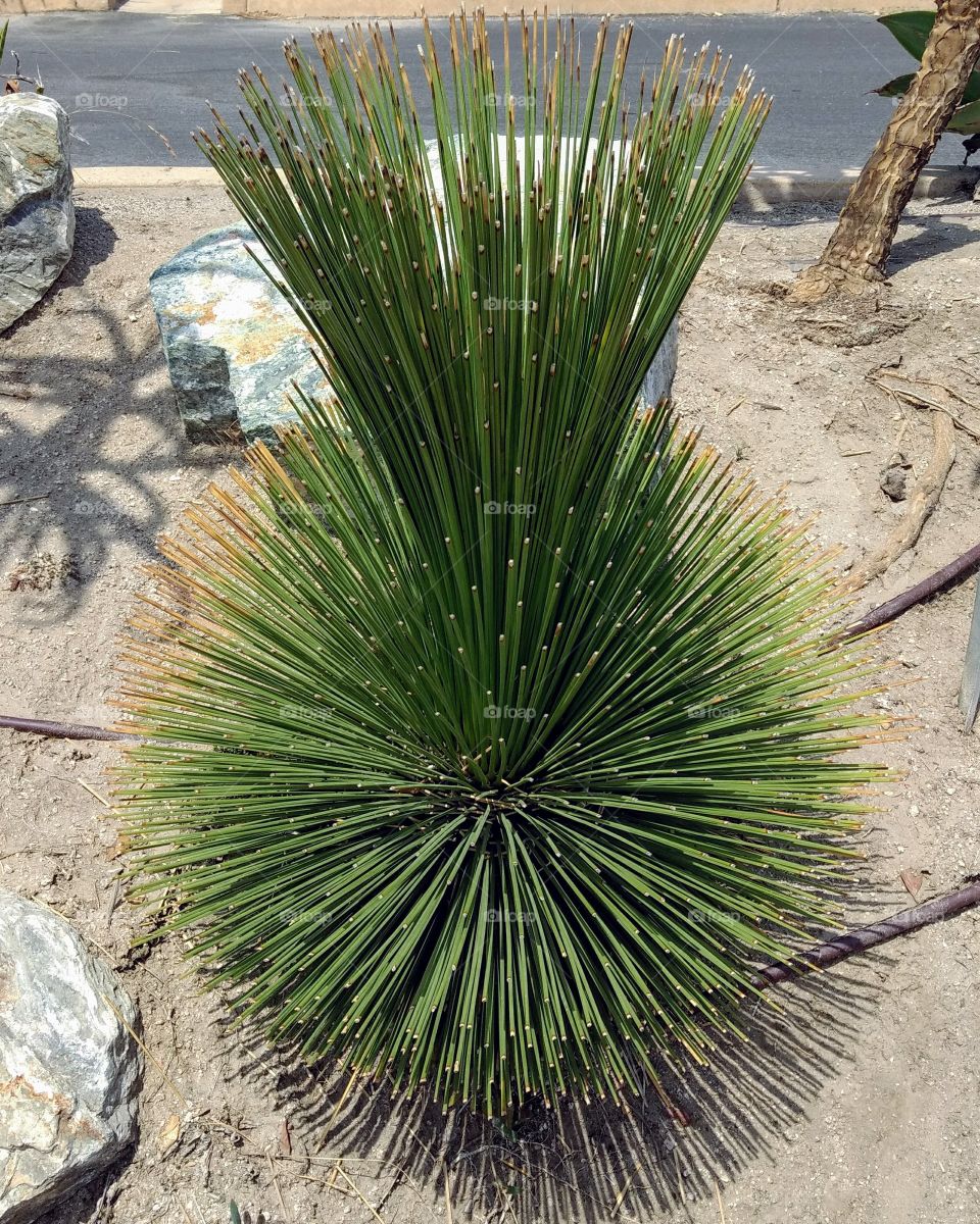 Manicured Native Plant, Seaside