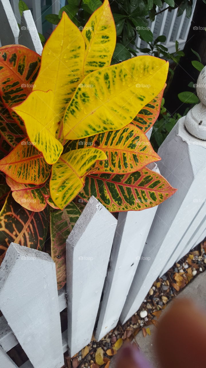 Beautiful leaves