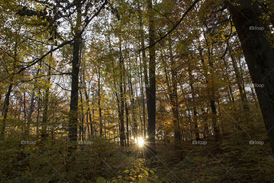 Sunrays in the forest - Autumn 