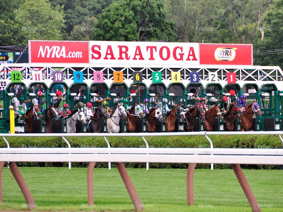 Opening Day at Saratoga. Another season gone by Saratoga 150 is history. Horses breaking from the starting gate on the Mellon turf course. 
Fleet