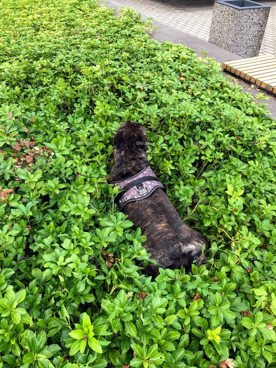 French bulldog playing in grass