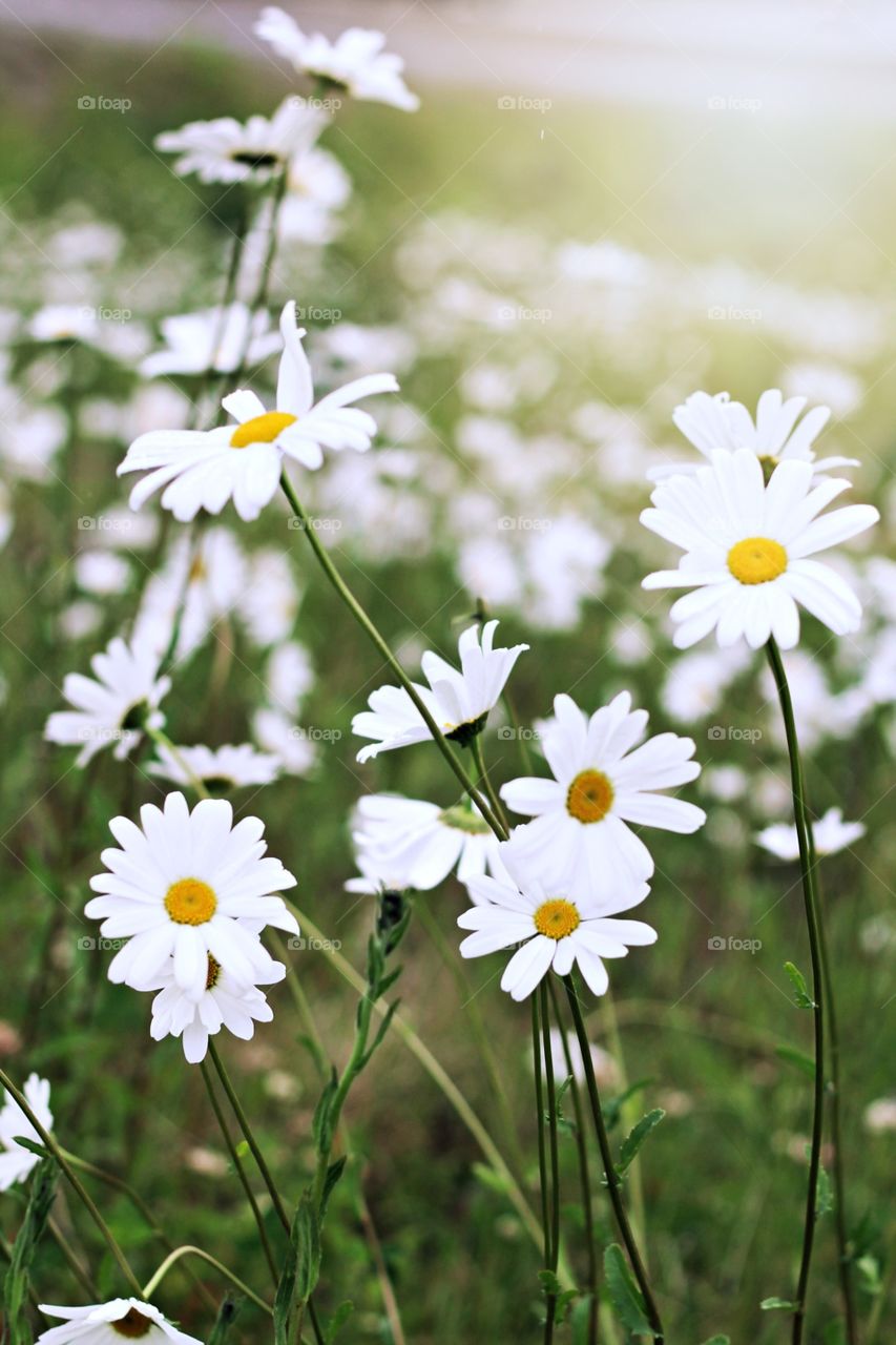 Daisys . Capture of wild daisys 