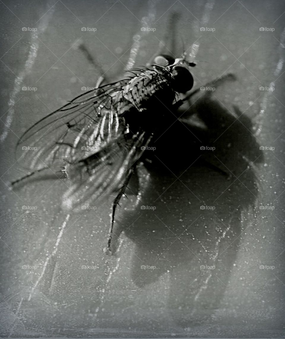 fly closeup