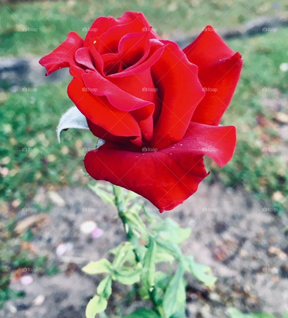 🌹 🇺🇸 Very beautiful flowers to brighten our day.  Live nature and its beauty. Did you like the delicate petals? / 🇧🇷 Flores muito bonitas para alegrar nosso dia. Viva a natureza e sua beleza. Gostaram das pétalas delicadas? 