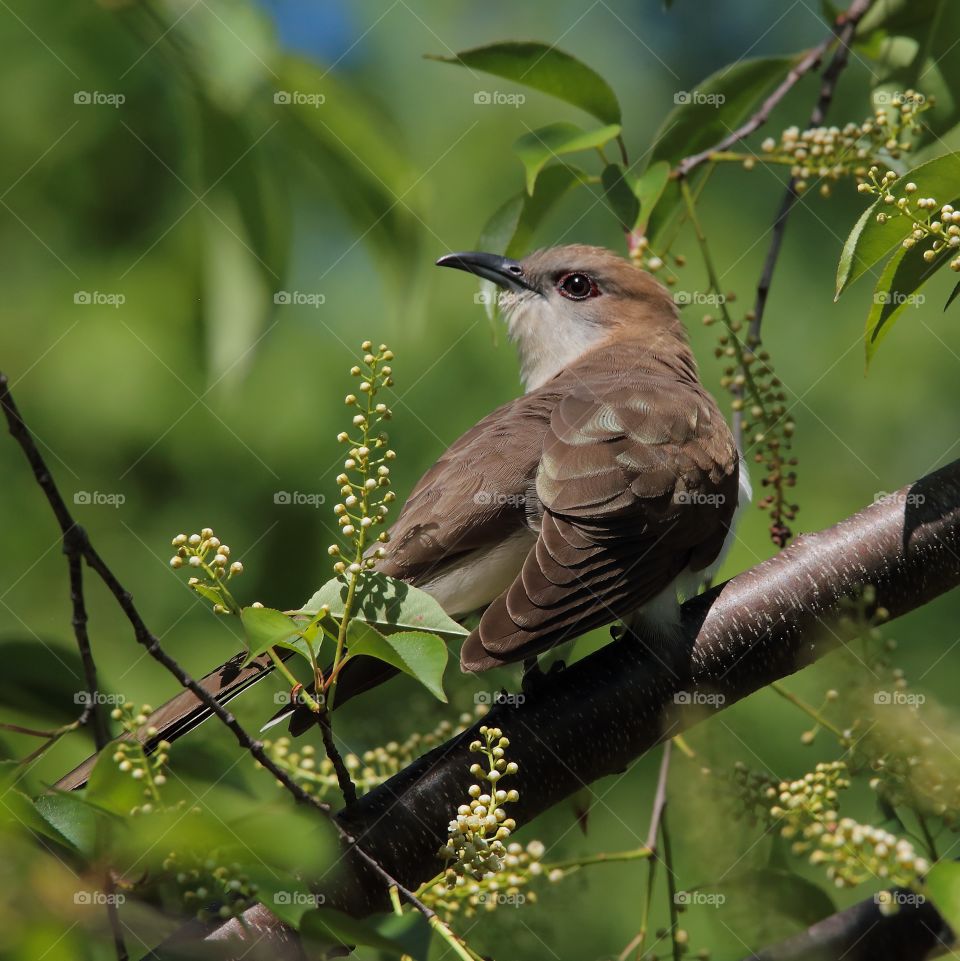 black-billed cuckoo