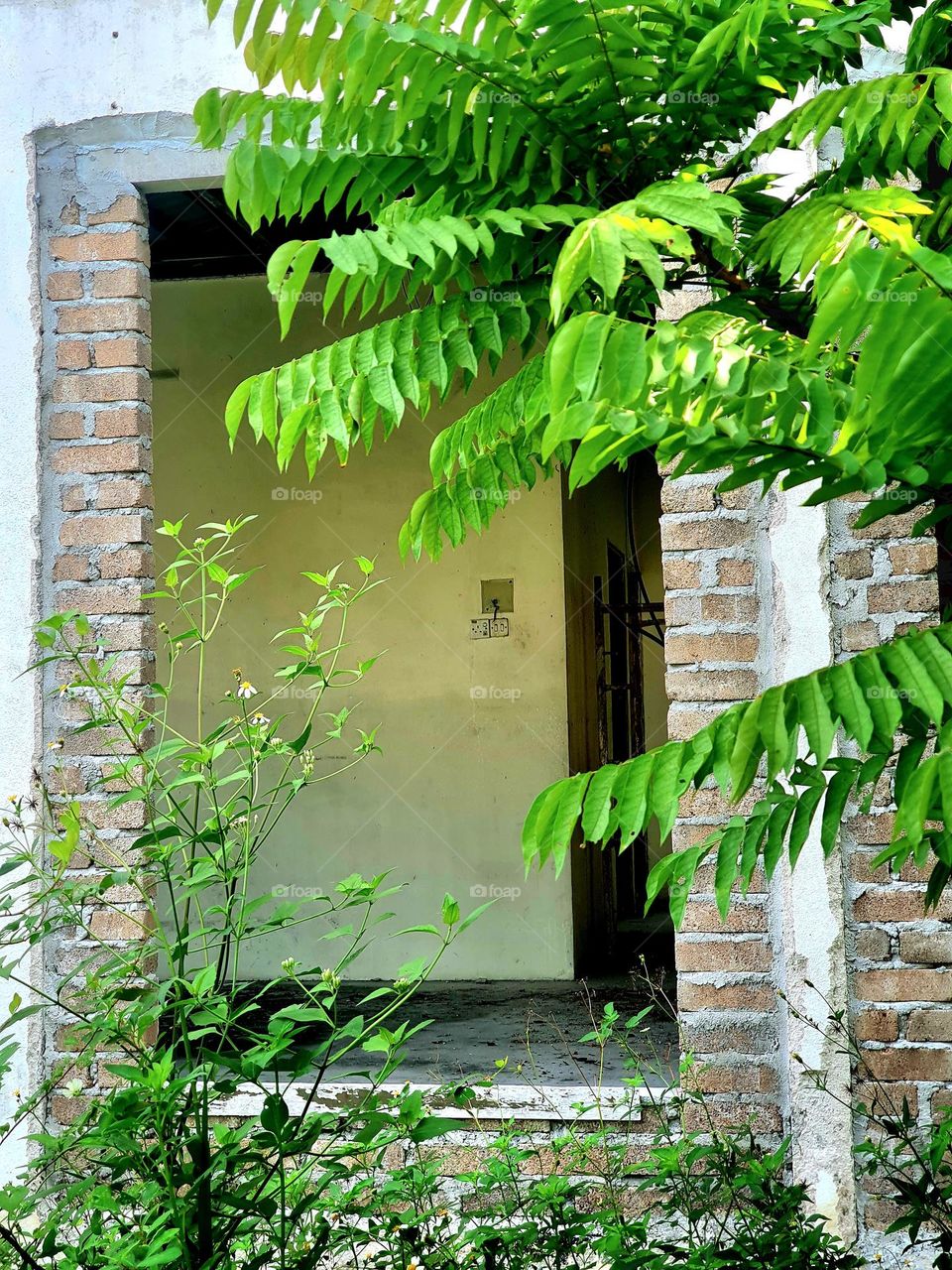 Wild Plants Around Abandoned House