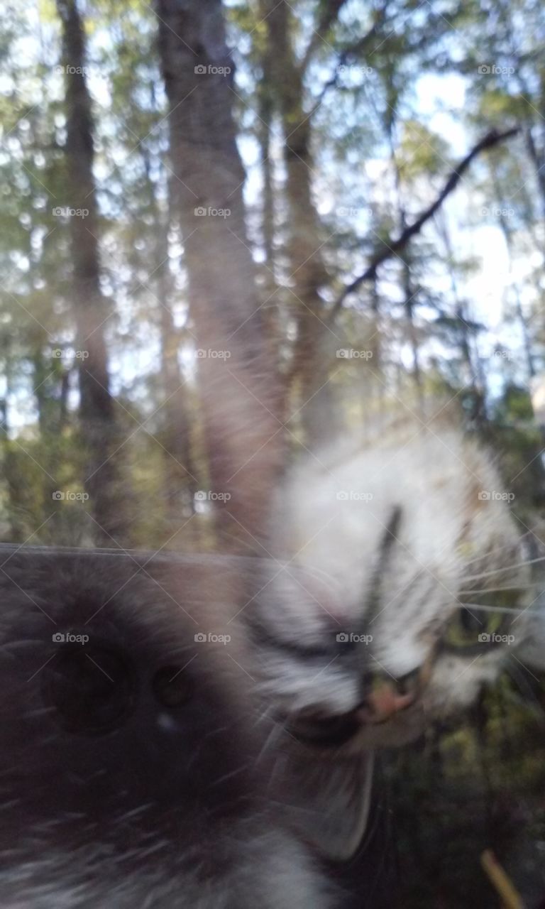 Carolina looking outside