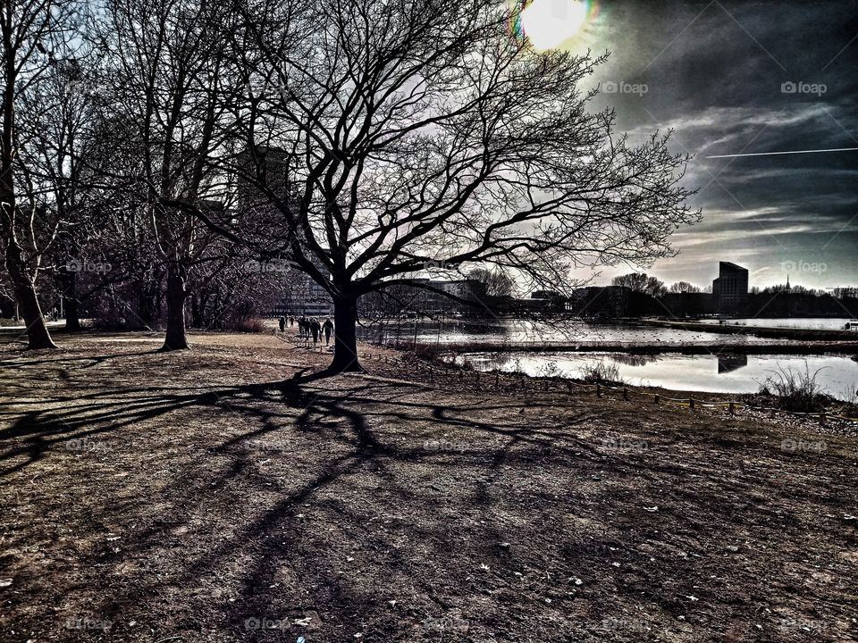 Shadow of a Tree at the lake
