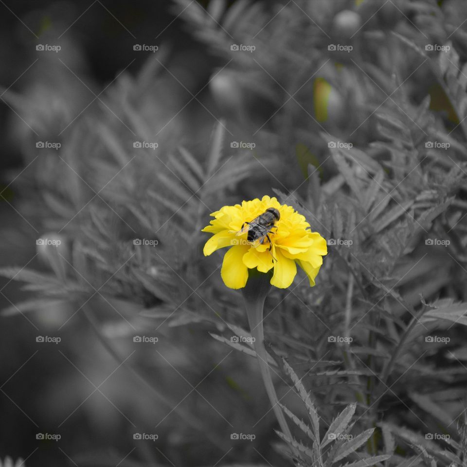 The bee and the yellow flower