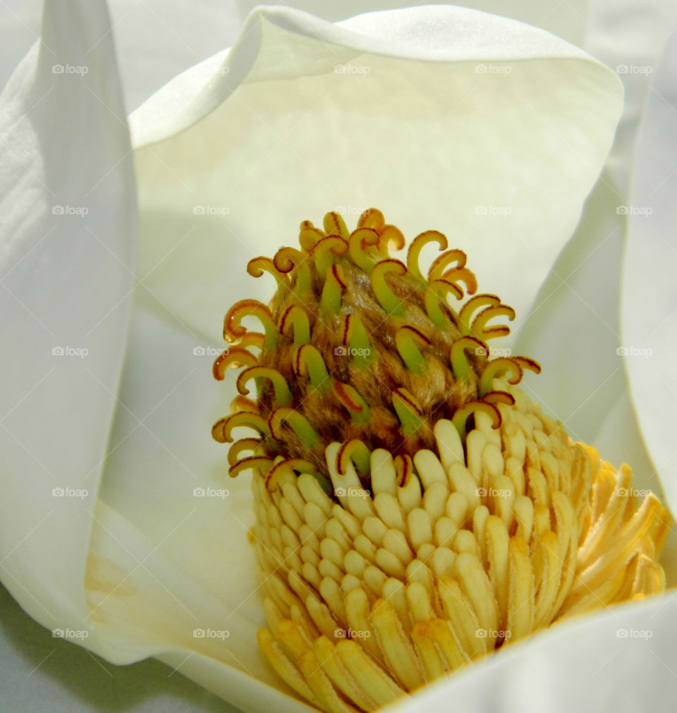 A closeup of a Magnolia Flower! The interior macro photograph is vivid and crisp!