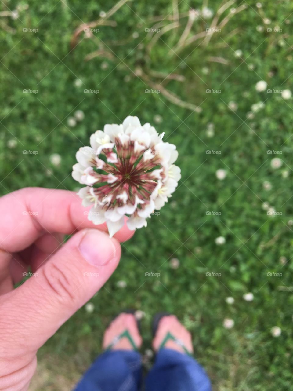 Holding a clover 