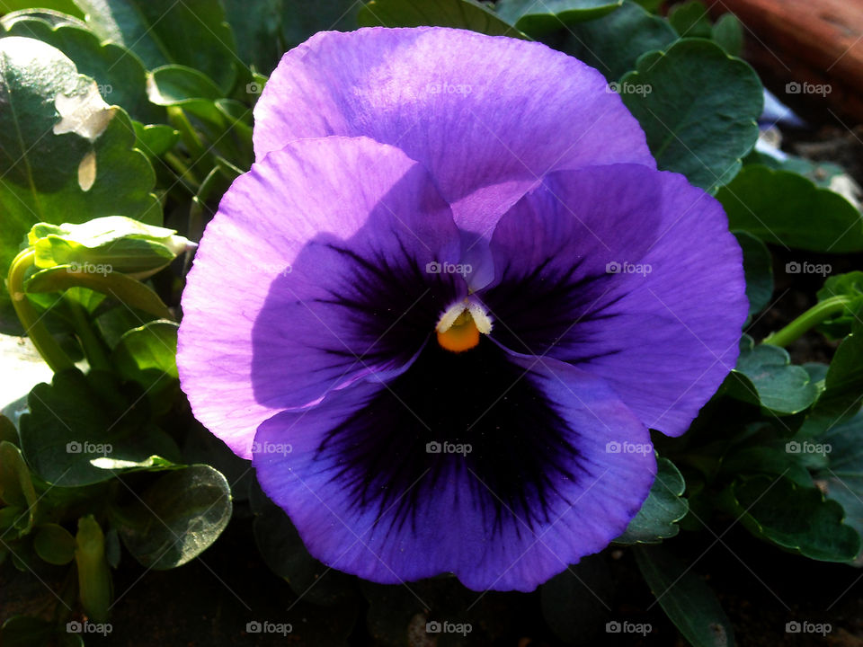 Nature smiles in flowers