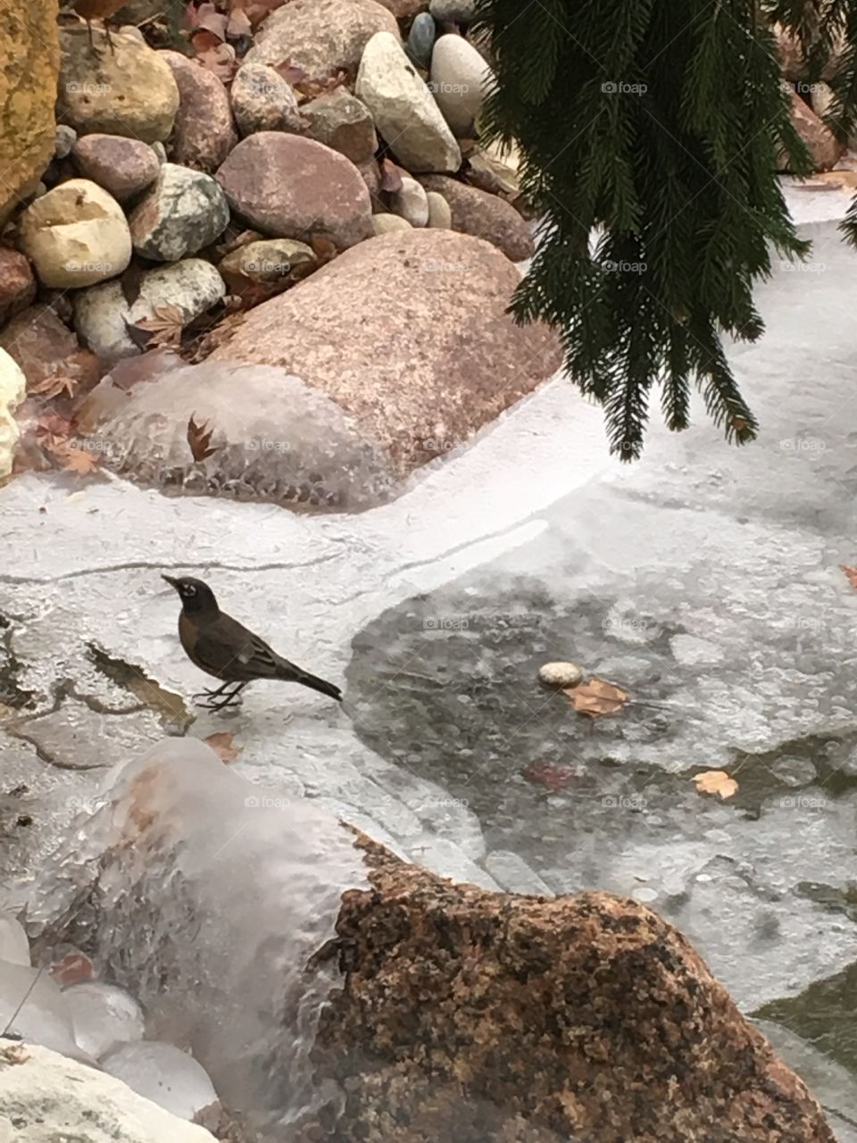 Bird by a frozen pond 