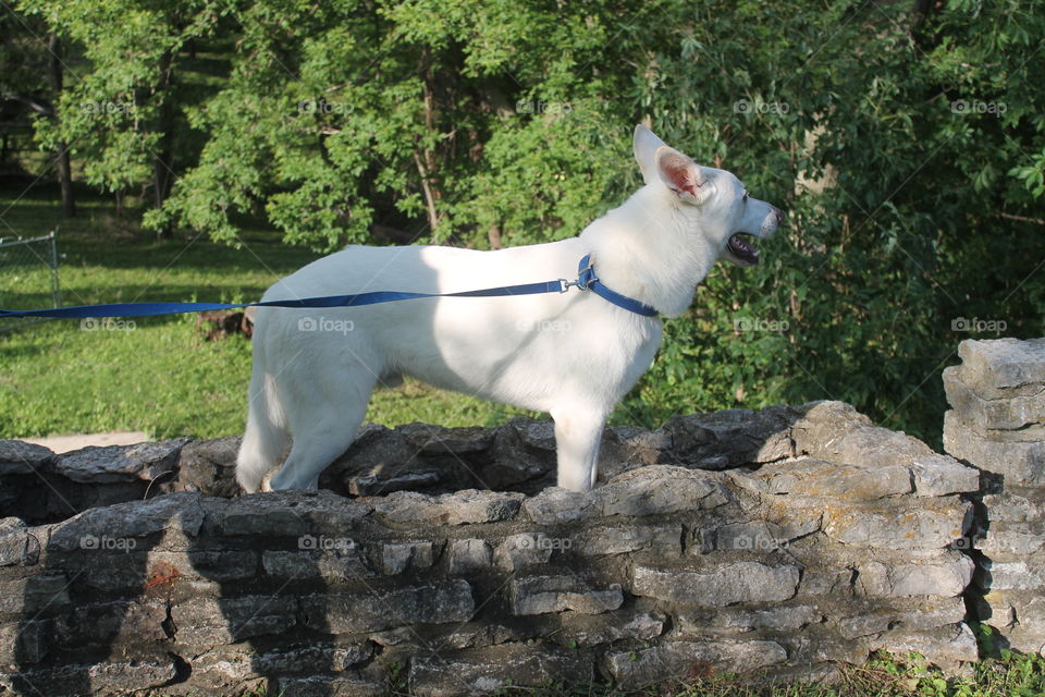 Walking a white German shepherd dog