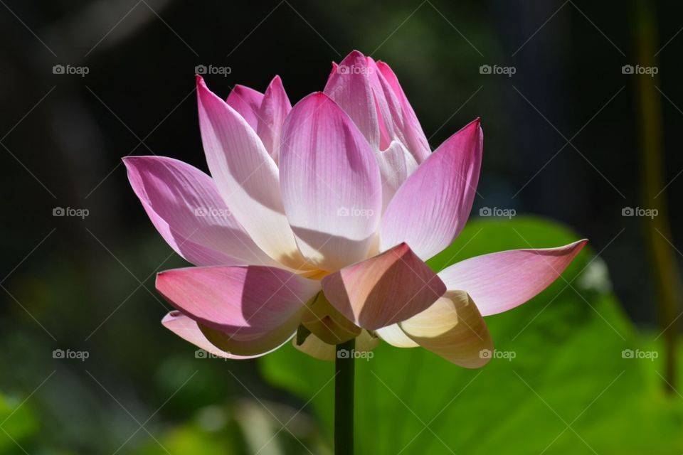 Lotus Mauritius 