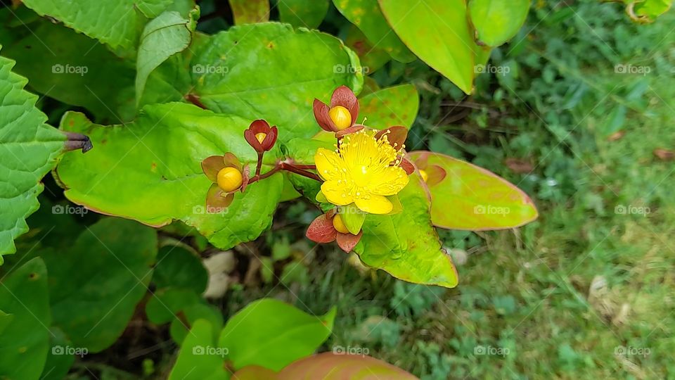 Yellow flower, Irish summer Garden