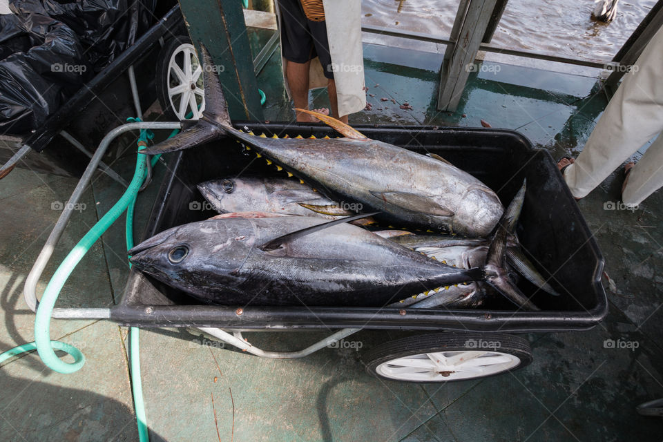 Sea Fish in the bucket