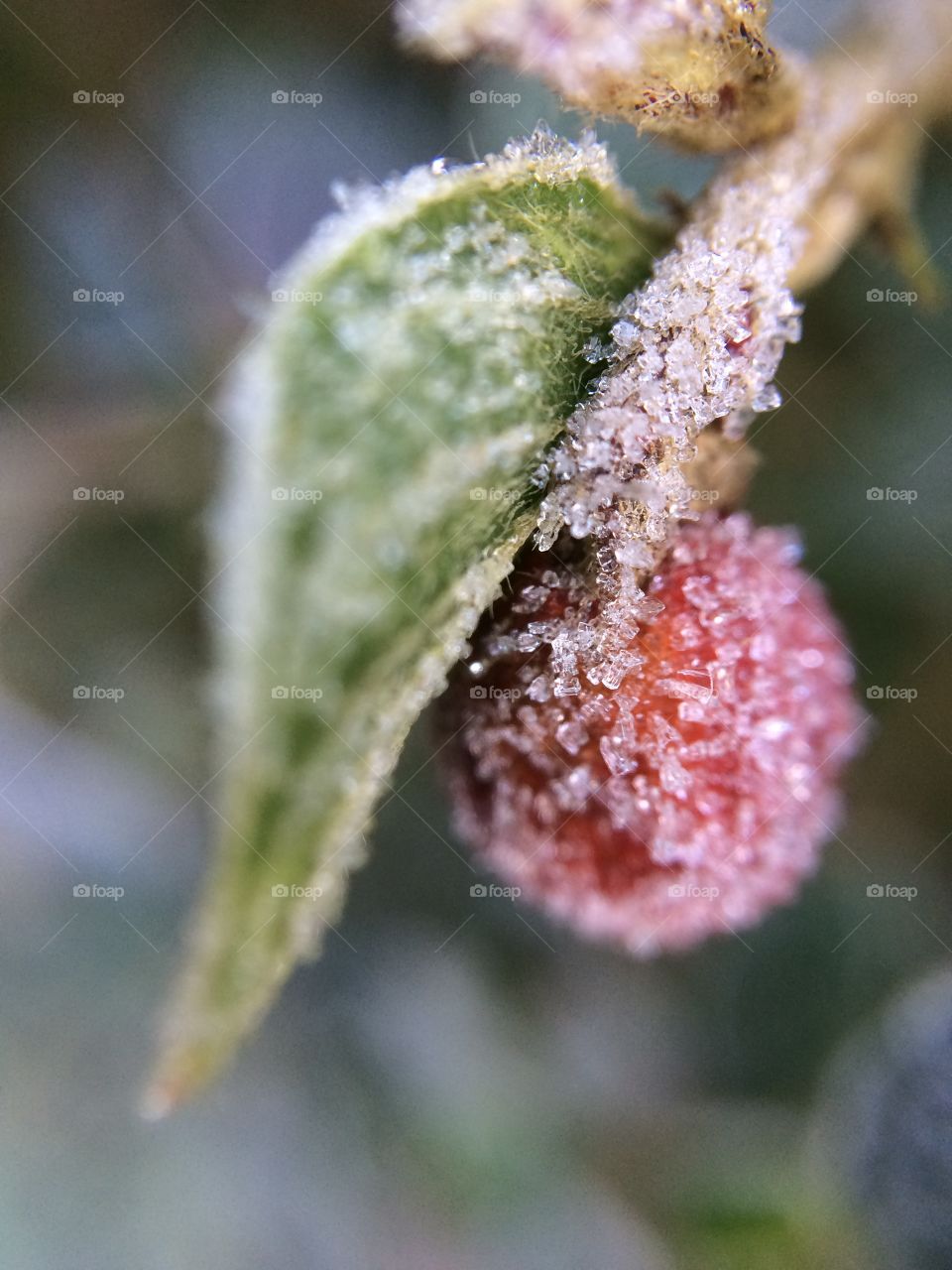 Frozen berry in a branch .. 