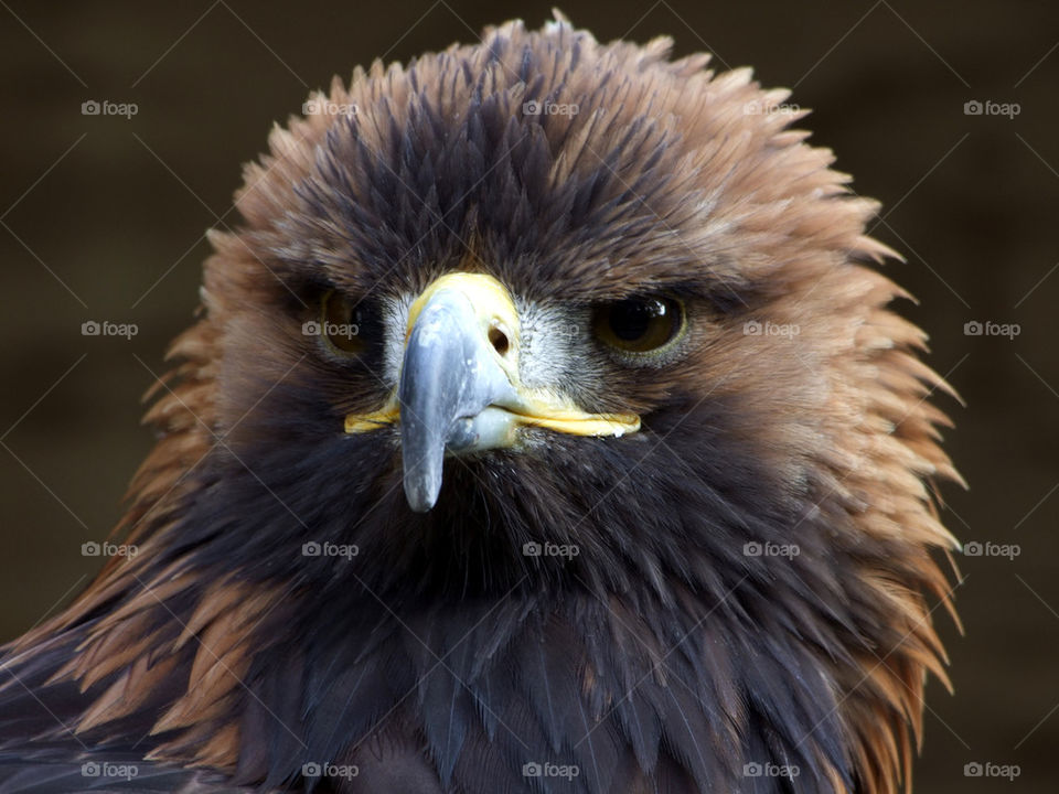 eagle look